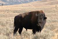 buffalo